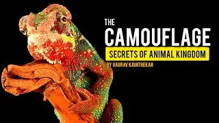 Facts you should know about Insect Camouflaged | Insect Camouflage