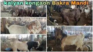 Kalyan kongaon Bakra Mandi saturday live update