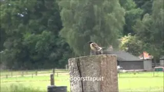 Kleine Plevieren