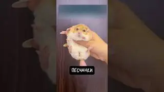 Милая Жирнохвостая Песчанка 🐭