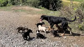 Anne Köpek Yemeği Önce Yavrularına Götürdü