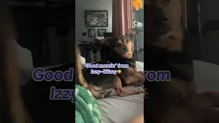 Brighten your day with funny dogs & silly pets! #funnydogs #sillypets