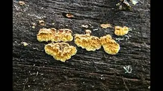 Pseudomerulius aureus