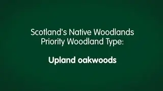 Scotland's native upland oakwoods