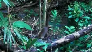 Coati - Gato Solo