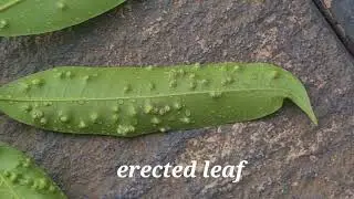Weeping leaves