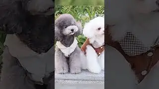 Waterproof Pet Clothes