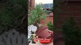 #shorts Pino BONSAI Y como trabajarlo correctamente
