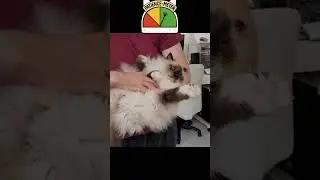 Escaping Your Humans Loving Embrace #sacredbirman #shorts  #cat