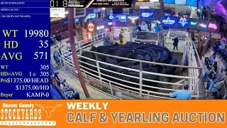 3,000+ Head Calf & Yearling Auction LIVE | Beaver County Stockyards Oklahoma | Dec 2, 2025