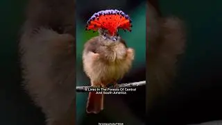 This Bird Has a Hidden Crown&hellip; and It&rsquo;s Glorious 👑