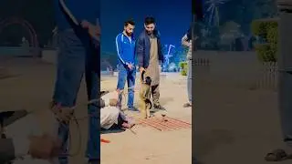 Funny monkey 😝😂🐒#funny #funnymonkey #animallovers #shorts
