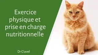 Comportement alimentaire chat
