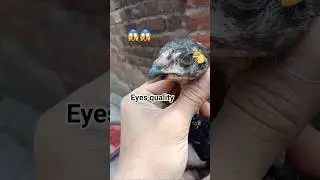 aseel Eyes quality aseel #aseelmurga #shorts #youtubeshort #aseelfeed #shortvideo #foryou