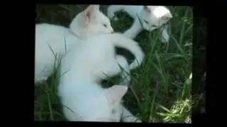 Kitty's Part 8 HardBass TC Remix
