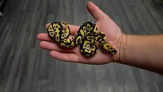 Cypress Leopard Hypo Clown WORLD FIRST! & More!!