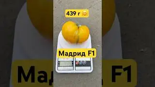 Мадрид F1 439 г. Поиск рекордсмена продолжается 🤗. #shorts