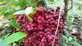 മൂട്ടിപ്പുളി/mootti puli fruit