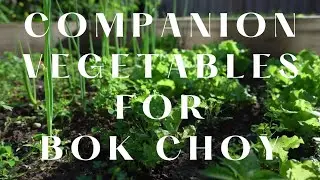 Companion Vegetables for Bok Choy