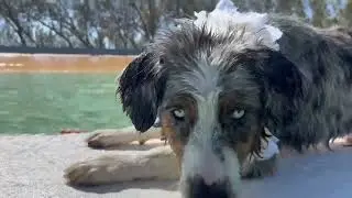 River the sport dog surfs Kelly slaters wave pool!