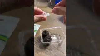 Сею примулы