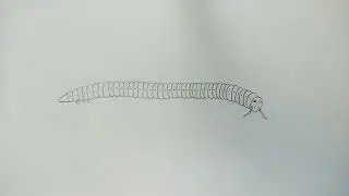 how to draw julus || julus || julus diagram || millipede || how to draw millipede ||#zoology#