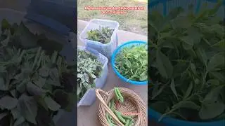 Waterleaf,Shoko,Okro,Chilli pepper harvest #harvesting #chillipepper #asmrgarden #asmrgardenshorts