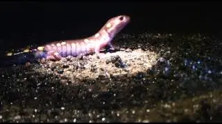 AMPHIBIAN EXAM: AMPHIBIAN RESPIRATION AND THE SKIN.avi
