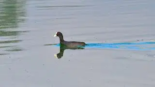 Common Coot Bathing in the Lake | Relaxing Natural Water Sounds | Jakkur Lake Birds