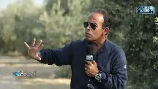 م.طه بدوي: تختلف أنواع الزيتون من حيث نسبة التزهير ومواعيد نضج الثمرة
