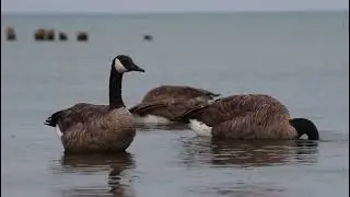 Canada Geese Dabbling for Food (July 27, 2022)