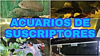 ACUARIOS DE SUSCRIPTORES #3 (C&iacute;clidos, carpas koi, arowana black y m&aacute;s)