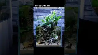 Peace Lily Betta Tank