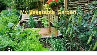 My Winter Vegetable Garden ..🙂💚