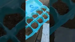 planting Mullein. seedling