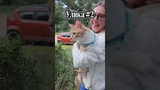 Блатное дело Клуба Клубка имени Шерлока Хвоста 