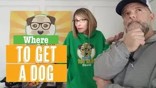 Where to Get A Dog