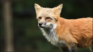 On fait le point : pr&eacute;server la biodiversit&eacute;