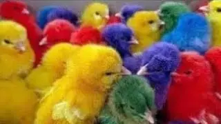 menangkap hewan,bebek lucu,ikan koi,kelinci,animals,bebek, duck,Transport Cute Chicks,ikan cupang