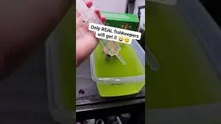 green algae water good for Molly fish and Guppy fish babies🪴🌱❤☺