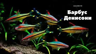 Барбус Денисони-Аквариумная торпеда