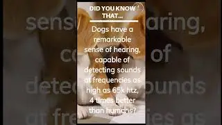 Facts About Dogs Hearing You Didn't Know   #factsaboutdogs  #didyouknow #dog #dogbreeds