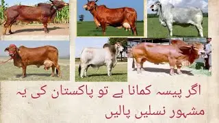 Famous Cow Breeds in Pakistan | Red Sindhi - Dhanni  & Sahiwal Cows & Bulls | Cattle Farming