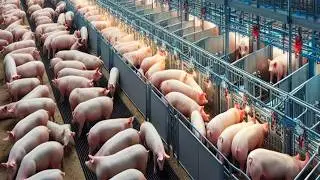 Million Pig Raising Farm Technology - Pork Slaughter & Cutting Line - Spain Ham Production Process