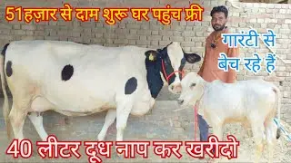 😱40 लीटर दूध नाप कर खरीदो 👍🏻full Garrent milk  🌟20842 tharpakar cow in panjab