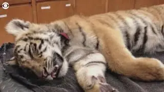 Tiger found in duffle bag being smuggled across U.S.-Mexico border