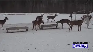 Brownville family feeds wild deer in their backyard - here&rsquo;s how to watch