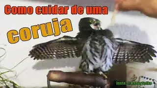 Como cuidar de uma coruja - Resgate Animal - Coruja Cabur&eacute;.