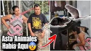 Darlyn Ni Comida le Da a Chino Solo Piensan en la D3ton4ción Dia a Dia🤣