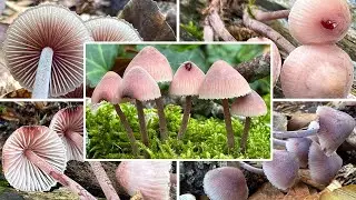 Gro&szlig;er Bluthelmling essbar? Verwechslung | Bluthelmling, Mycena haematopus